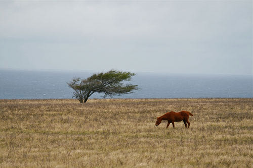 Horse in hawaii